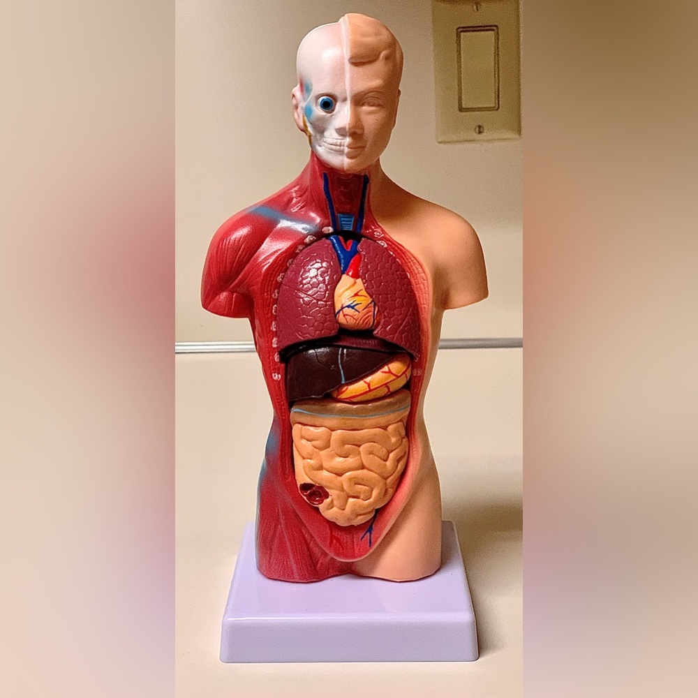 11” Biological Anatomy & Physiology Miniature Human Torso Removable Organ Model
